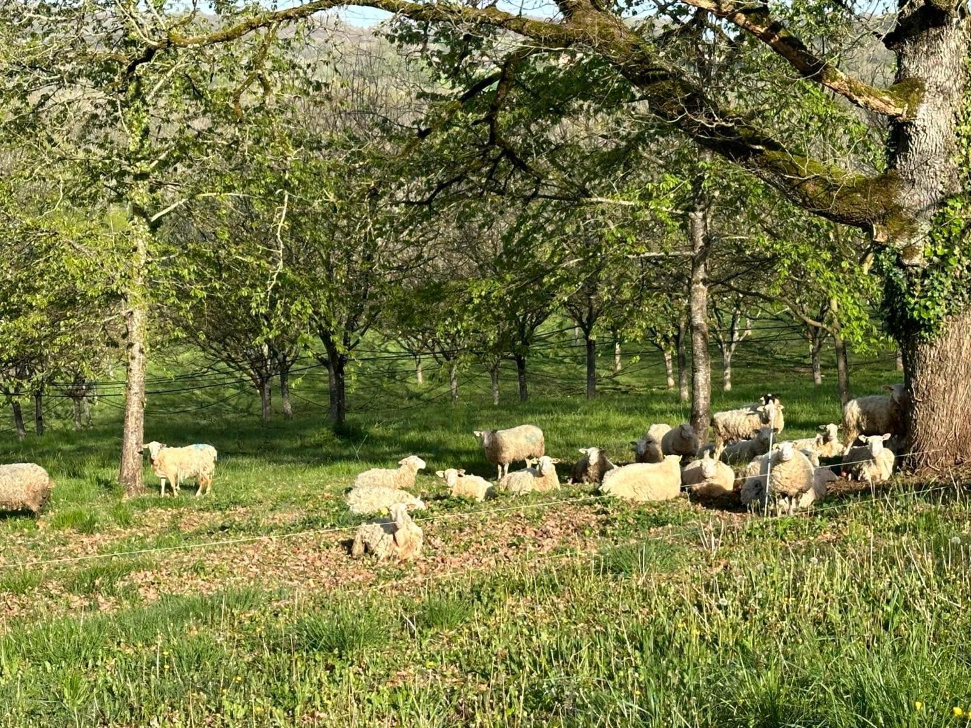 Domaine La Noyeraie Perigord Noir Villa Paulin Bagian luar foto